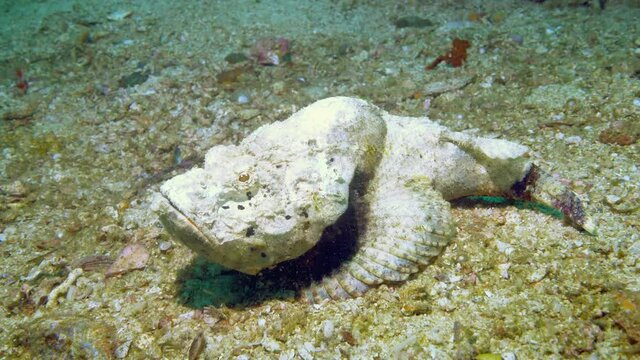 A large camouflaged stonefish on the ocean floor