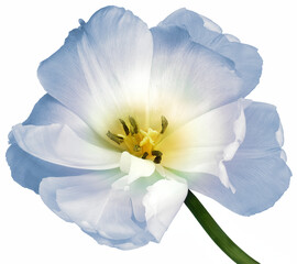 Obraz na płótnie Canvas Tulip. Flower on a white isolated background with clipping path. For design. Closeup. Nature.