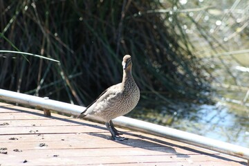 Cute brown and grey ducks standing on suburban wetland wooden dock, pier, with brown lake pond water in background, sunny summer day