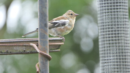 Naklejka premium Chaffinch feeding from a bird table in UK