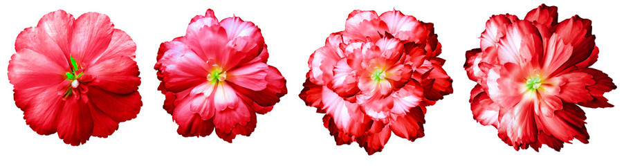 set  red   flowers  on the black  isolated background with clipping path. Close-up. Flowers on the stem. Nature.