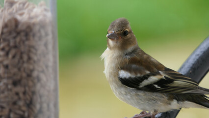 Chaffinch feeding from a bird table in UK