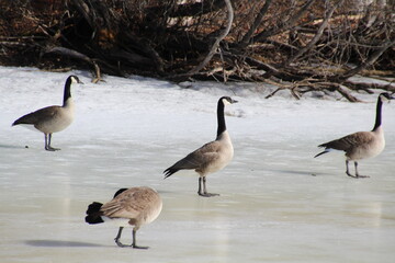 Walking On Ice, William Hawrelak Park, Edmonton, Alberta