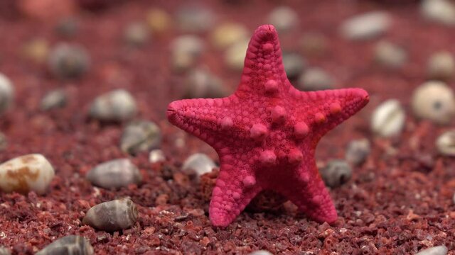 Red starfish is in focus of the camera, and the backdrop is blurred
