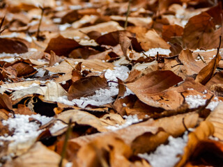 autumn leaves on the ground