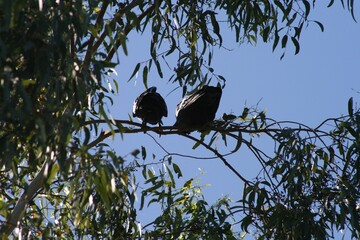 Two black Australian crows perched on branch of eucalyptus tree with blue sky background on sunny summer day
