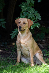 Close up image of golden brown labrador retriever, sitting on green grass in a park or garden, looking up, dog collar, lit by sun, blurry background, vertical image. High quality photo