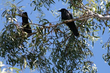 Two black Australian crows perched on branch of eucalyptus tree with blue sky background on sunny summer day