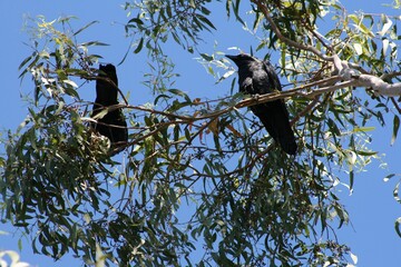 Two black Australian crows perched on branch of eucalyptus tree with blue sky background on sunny summer day