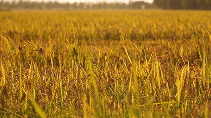 The harvest rice field view full of the yellow ripe rice in the farm field