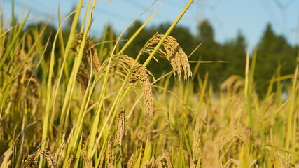 Fototapeta premium The harvest rice field view full of the yellow ripe rice in the farm field