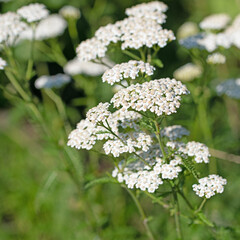 Blühende Schafgarbe, Achillea