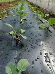 water drops on the leaves of a plant