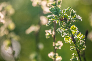 Green bushes with young leaves in the sunset