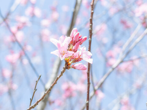 さくらの花とツボミ