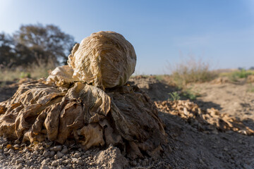 A selective focus shot of rotten lettuce on a farm