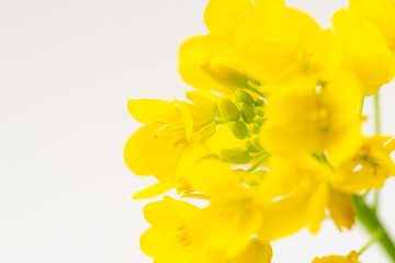 菜の花のスタジオショット