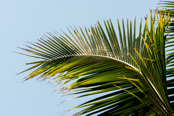 Detail coconut tree on the coast of the Pacific Ocean in Guatemala, rest in the sun, tree source of shade, food and oxygen. Cocos nucifera.