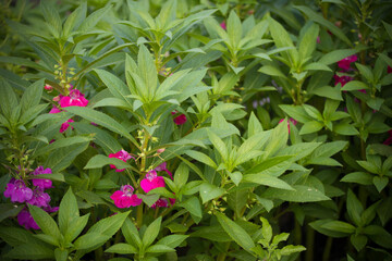 Pink flowers in bright garden for background