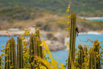 Cactus Arraial do cabo