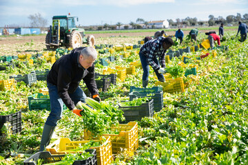 Skilled adult farm worker arranging freshly harvested green celery in crates on plantation