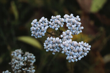 blue and yellow flowers
