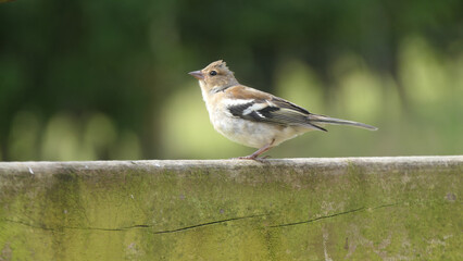 Chaffinch sitting on a fence UK