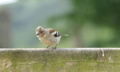Chaffinch sitting on a fence UK