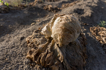 High angle shot of rotten lettuce on a farm