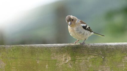 Chaffinch sitting on a fence UK