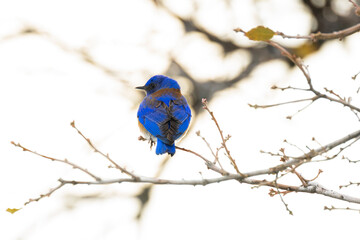 Western Bluebird in Snow 