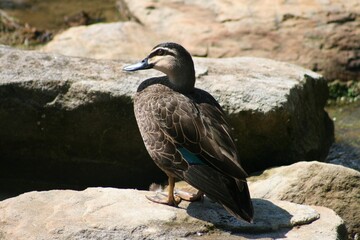 Cute brown duck with bright blue feather in suburban wetlands on sunny summer day with brown rocks , bubbling water and green plants.