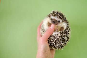 Hedgehog. Pets. Pygmy african hedgehog in a female hand on a green background.  little hedgehog.Atelerix albiventris	