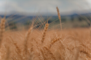 Fototapeta premium D'orge et d'été