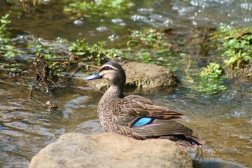 Cute brown duck with bright blue feather in suburban wetlands on sunny summer day with brown rocks , bubbling water and green plants.