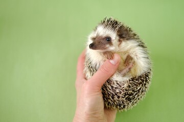 Hedgehog. Pets. Pygmy african hedgehog in a  hand on a green background. gray little hedgehog.Atelerix albiventris  © Yuliya