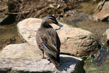 Cute brown duck with bright blue feather in suburban wetlands on sunny summer day with brown rocks , bubbling water and green plants.