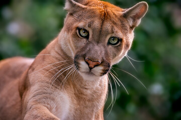 Puma photographed in captivity in Goias. Midwest of Brazil. Cerrado Biome. Picture made in 2015.