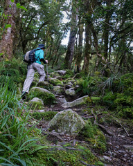 Naklejka premium Hiking in the lush green forest of Lake Marina track in Fiordland National Park. Vertical format