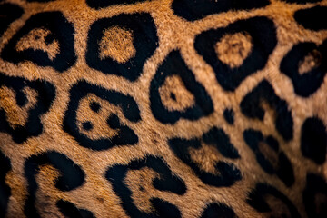 Jaguar photographed in captivity in Goias. Midwest of Brazil. Cerrado Biome. Picture made in 2015.