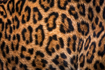 Jaguar photographed in captivity in Goias. Midwest of Brazil. Cerrado Biome. Picture made in 2015.