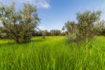 Obraz premium Summer high grass scene. Grassland nature in summer