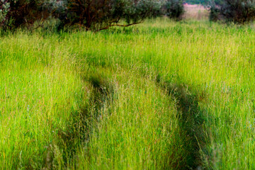 Car tracks of wheels on a fresh high grass in wild nature. Pioneer in travel