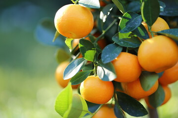 Mandarin tree.Tangerines fruits on a branch. Citrus bright orange fruits on the branches in bright sunlight in the summer garden. Organic natural ripe bio 
 fruits.Tangerine tree close-up.
