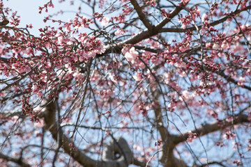 青空を背景に桜