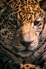 Jaguar photographed in captivity in Goias. Midwest of Brazil. Cerrado Biome. Picture made in 2015.