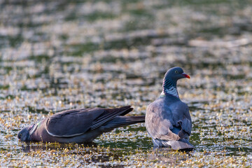 Wood pigeon, Columba palumbus, two bird in water of lake