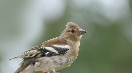 Chaffinch sitting on a fence UK