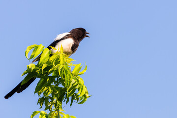 Eurasian magpie or common magpie or Pica pica