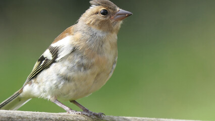 Chaffinch sitting on a fence UK
